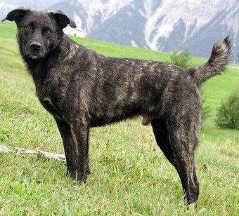 Geschichte der Bardinos